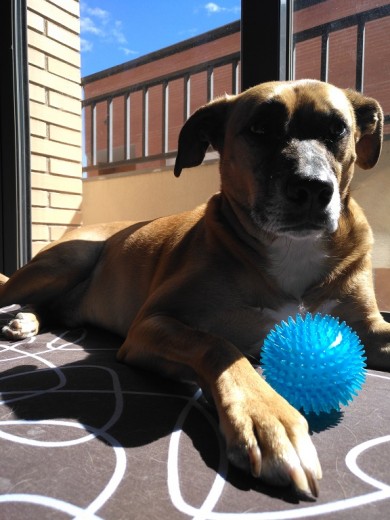 Jakcy en su cama y con su pelota esperando jugar 